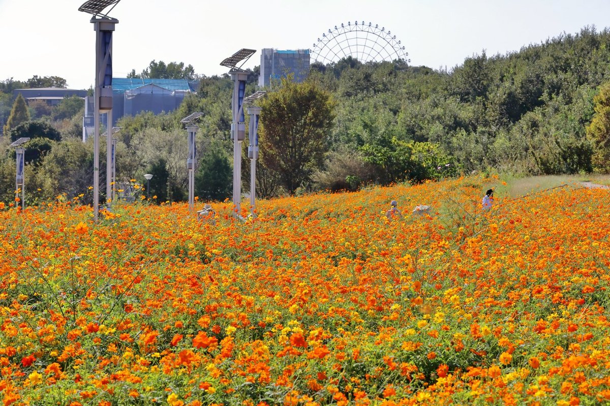 utamarukousa's tweet photo. おはようTwitter.｡.:*✧
愛・地球博記念公園🎡
【#モリコロパーク】
2022年秋にオープン(ジブリパーク)
トトロ&amp;千と千尋の世界を再現！
ジブリの世界が見れるなんて
夢のようですね.。o○✨
#キバナコスモス 見頃です。
秋桜は咲き始め。 https://t.co/NGz74VRSrY