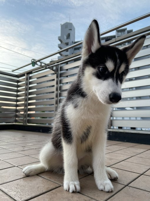 ทว ตล าส ด漣 10 ว เคราะห ทว ตเตอร กราฟ ก Whotwi