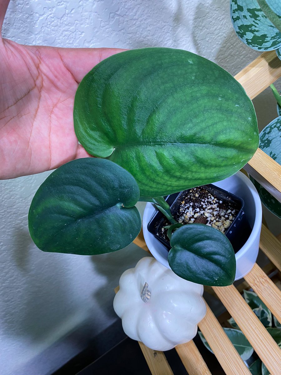 PlantObsessed1's tweet photo. Satin Jadeβs newest leaf is a Beaty! This plant is a semi slow grower, but it is gorgeous! Iβm absolutely in love with it! πβ¨π
#leafappreciation #planttwitter https://t.co/KtjdKK2Qq2