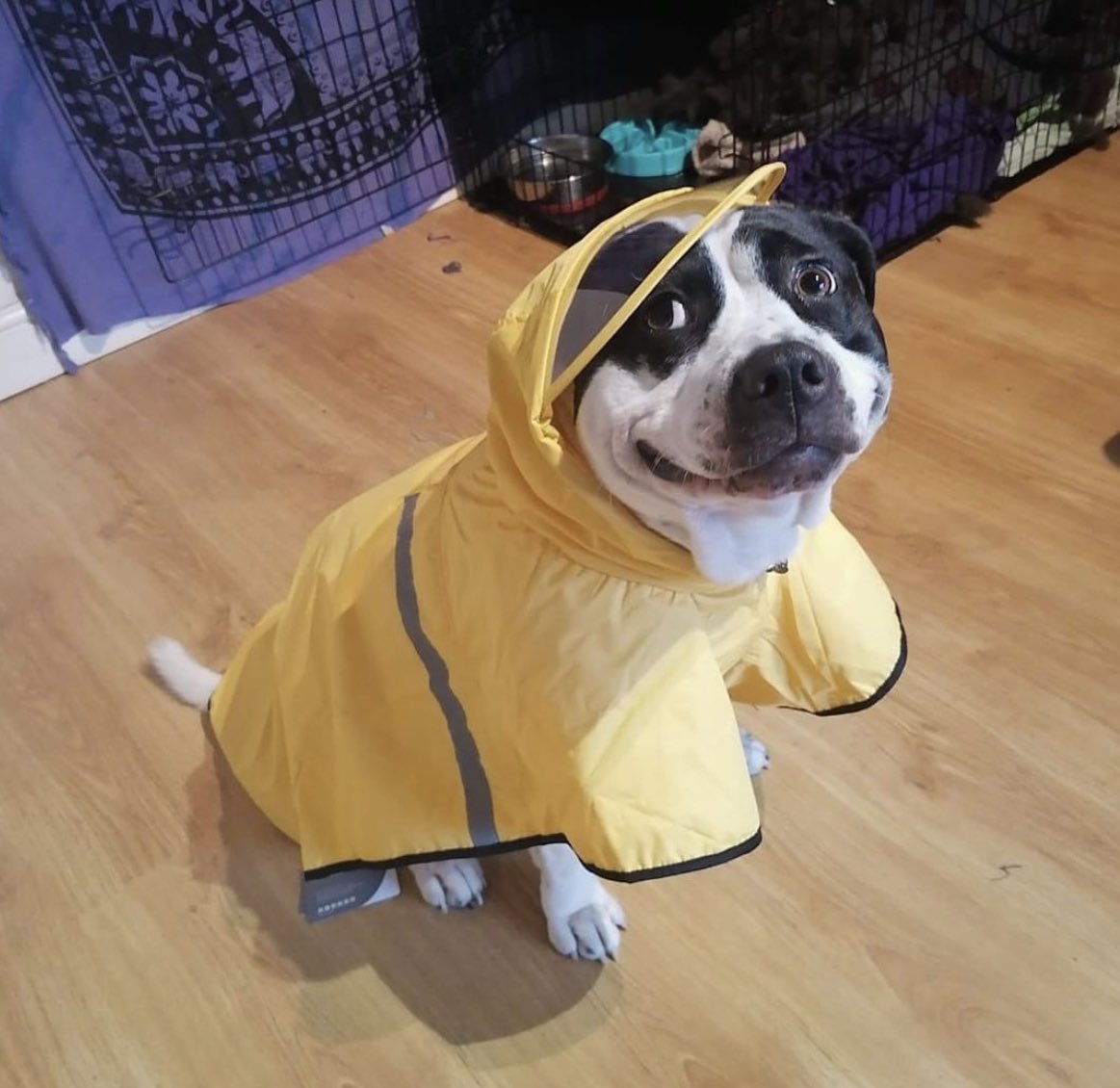 This is Leon. He is very puppared for any inclement weather. Literally nothing could come between him and his walkies. 13/10