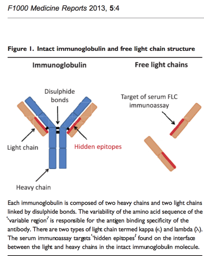 Se internettet melon tæt Ο χρήστης Manni Mohyuddin στο Twitter: "So some basics first- As  immunoglobulins are made by normal plasma cells, free light chains are  produced in excess of heavy light chains and spilled over
