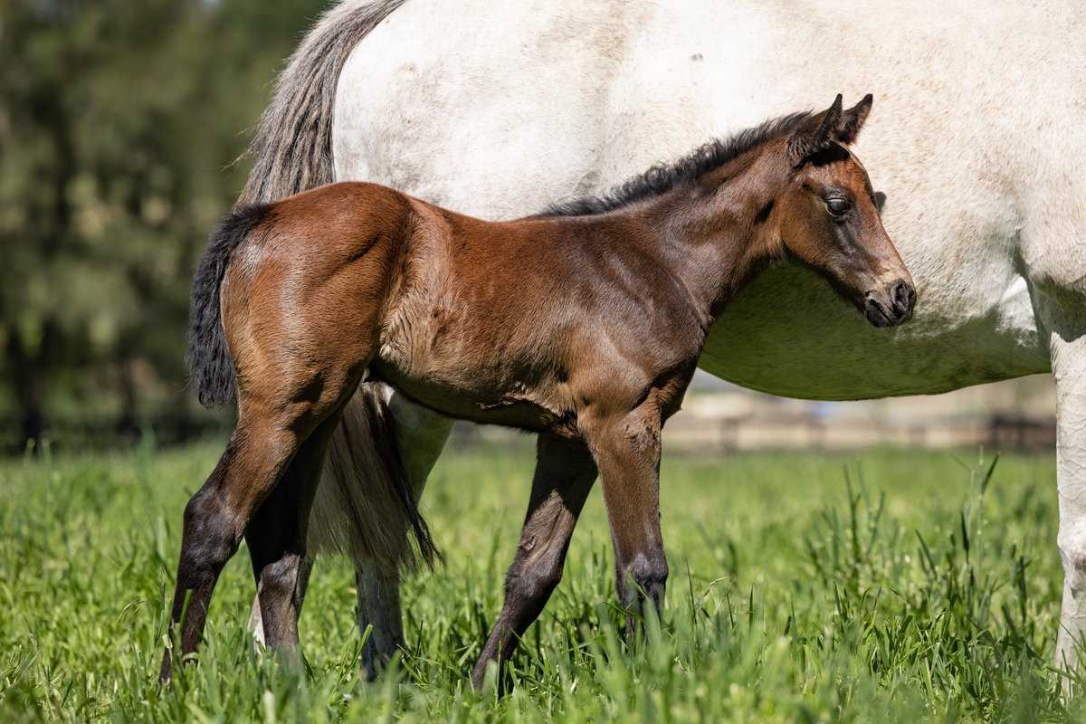 Tyreel Stud tweet media