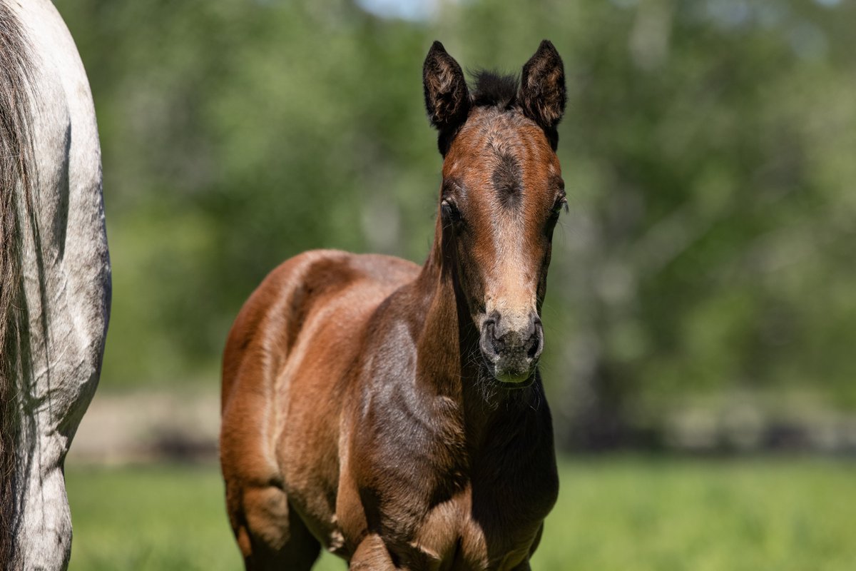 Tyreel Stud tweet media
