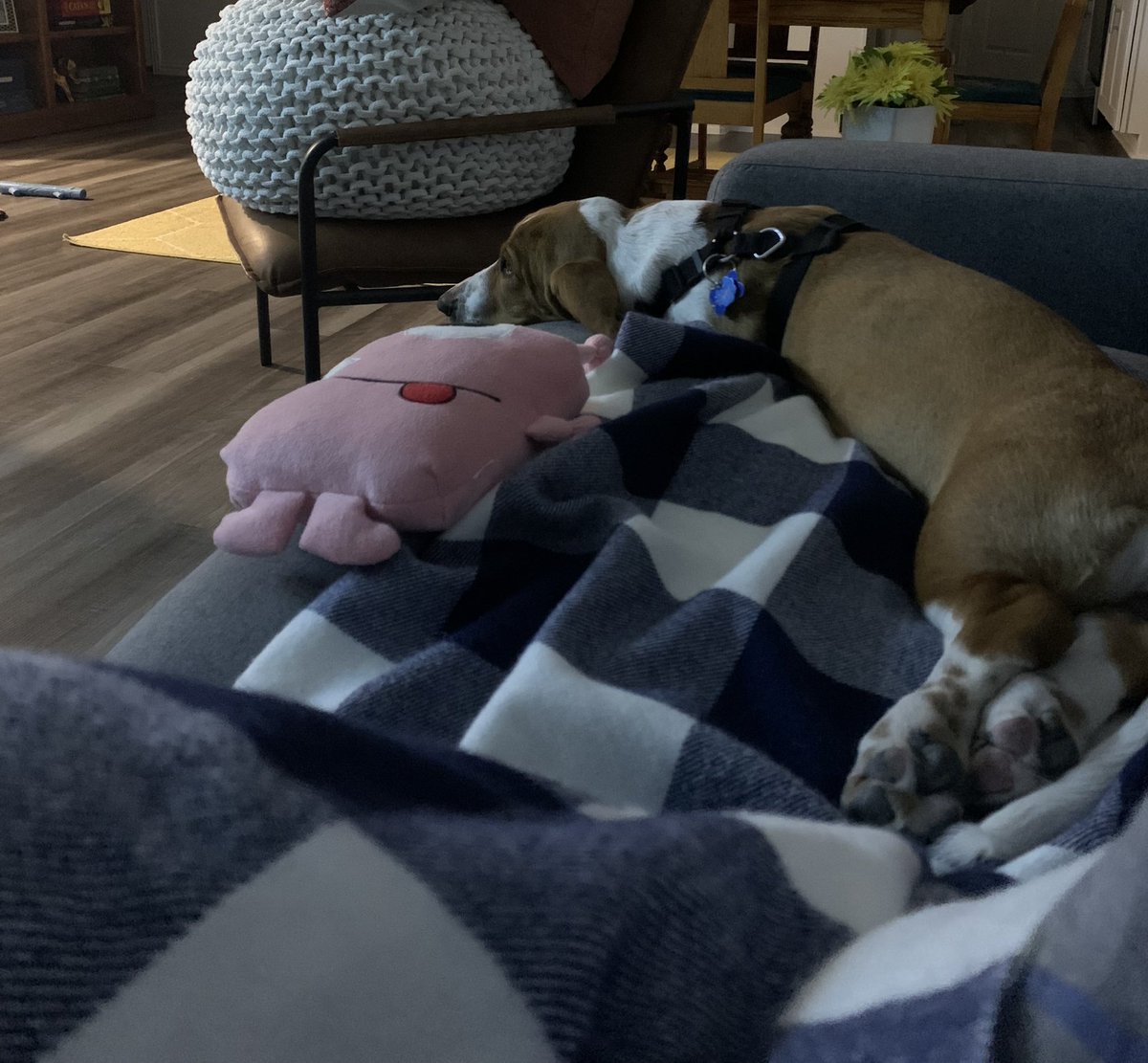 j_landry1123's tweet photo. Well, it’s official @NBCOneChicago has a new fan!!! Maybe Tuesday needs a friend! @NBCChicagoMed @NBCChicagoPD #firepup #bassethounds https://t.co/91yBAZSksc