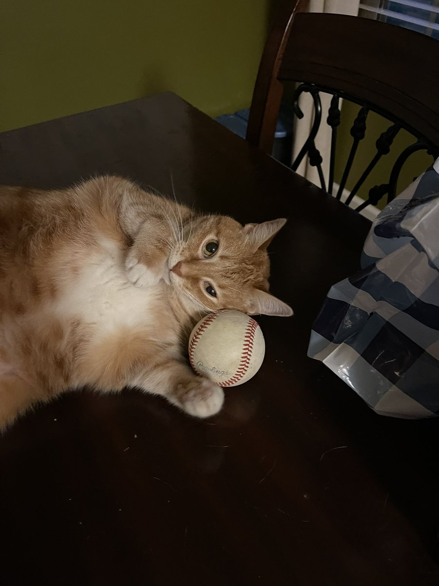 Baseball is life in the Cobb house - even Lily-cat thinks so. <a href="/Jackson22Cobb/">Jackson Cobb</a> <a href="/Casey22Cobb/">Casey Cobb</a>