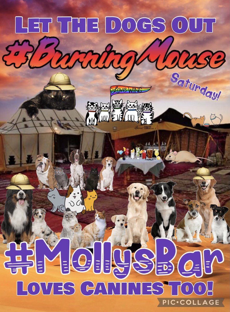 LilyRoot9766's tweet photo. What up #DogsofTwittter! Just want cha to know that ur all welcome at #BurningMouse!
🔥🐀💃🏻🏜
#MollysBar is gonna be rockin, this Saturday, with lots of love &amp; glow sticks! Oh, &amp; DRINKS!
🐕🐩🐕‍🦺
#dogslife #doggo #dogs #CatsOfTwitter #cats #CatsOnTwitter #Anipals #Twitter #Friends https://t.co/6Ealaqhjxt