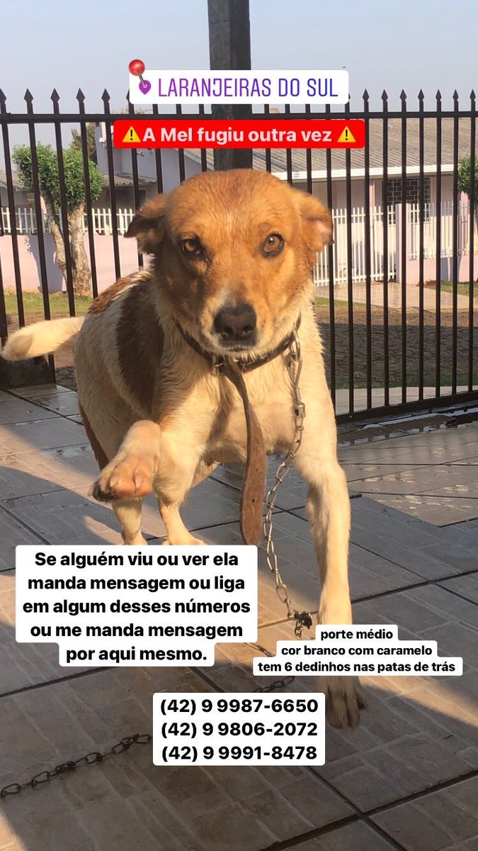 ni_ramost's tweet photo. quem ver ela por favor me avisa
ps: quem puder compartilhar vai me ajudar mto 🙏🏻🙏🏻 https://t.co/Pit4FrMtz1