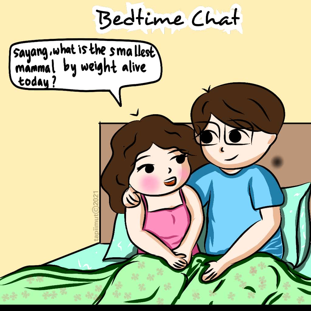 arsdevia's tweet image. Bedtime Chat Eps. 1

👩 Sayang, apa mamalia paling kecil yg msh ada saat ini dr segi berat?
👨Oh itu etruscan shrew sayang, atau disebut white-toothed pigmy shrew. Beratnya skitar 1,5-2,5 g, rata2 2,1 g. Kita dpt menemukannya di Amerika Utara

#bedtimechat