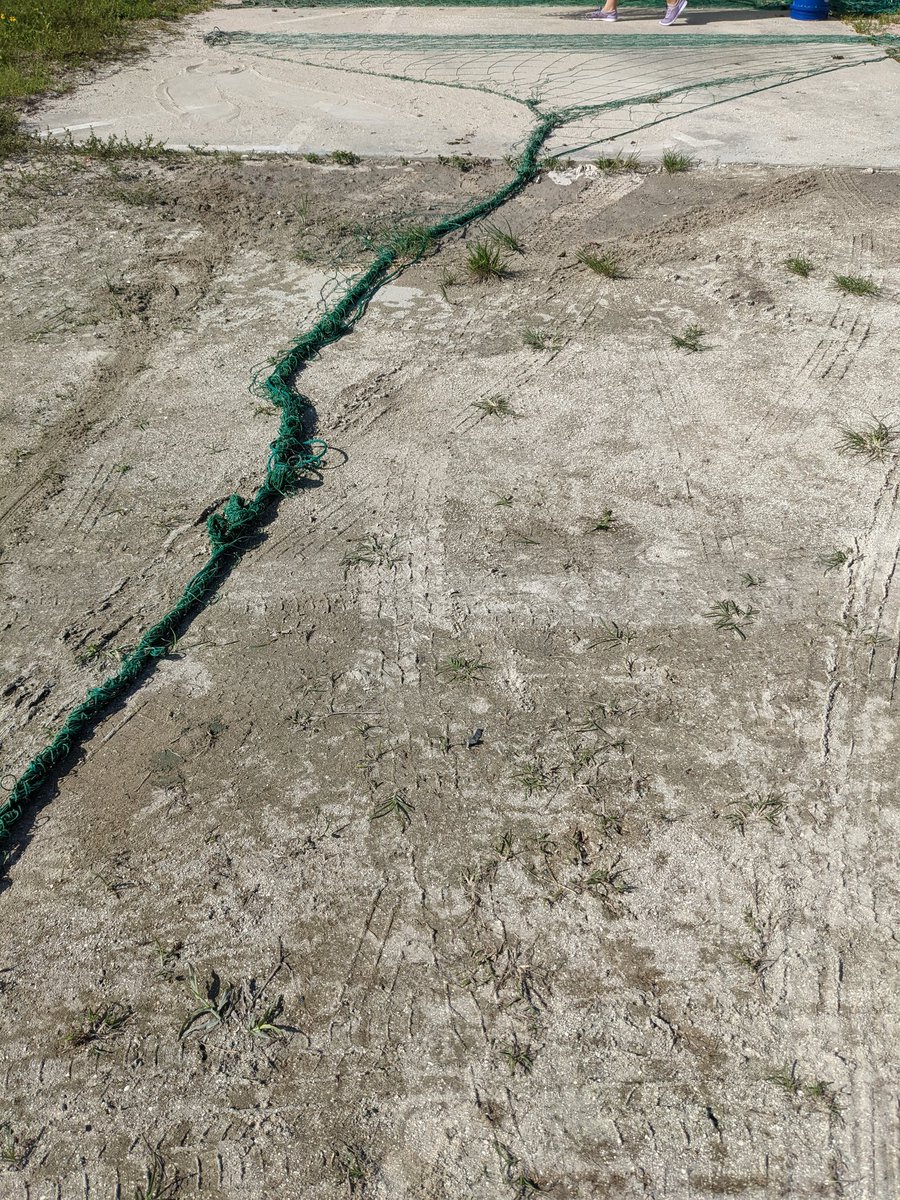 erin_seney's tweet image. After yesterday&apos;s #cownoseray encounter during #UCFTurtleLab sampling, we were left w/ a MESS of a net. We had a long &quot;team-building exercise&quot; later in the day to untangle it.  Always have to expect the unexpected with #fieldwork! Our crew are rockstars! 🤩 📸: E Seney, K Martin