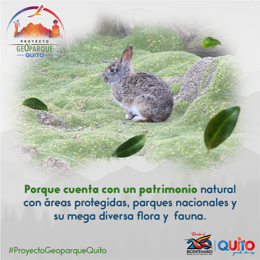 MunicipioQuito's tweet photo. PARAÍSO NATURAL
Nuestro noroccidente es incomparable. 
El Chocó Andino registra:
✅140 especies de anfibios🐸, 
✅270 de mamíferos y 
✅3200 plantas🌱,
 Esta zona forma parte de la Red Mundial de Reservas de Biósfera. 👏
#ProyectoGeoparqueQuito https://t.co/Ui5h7Xb3Ea