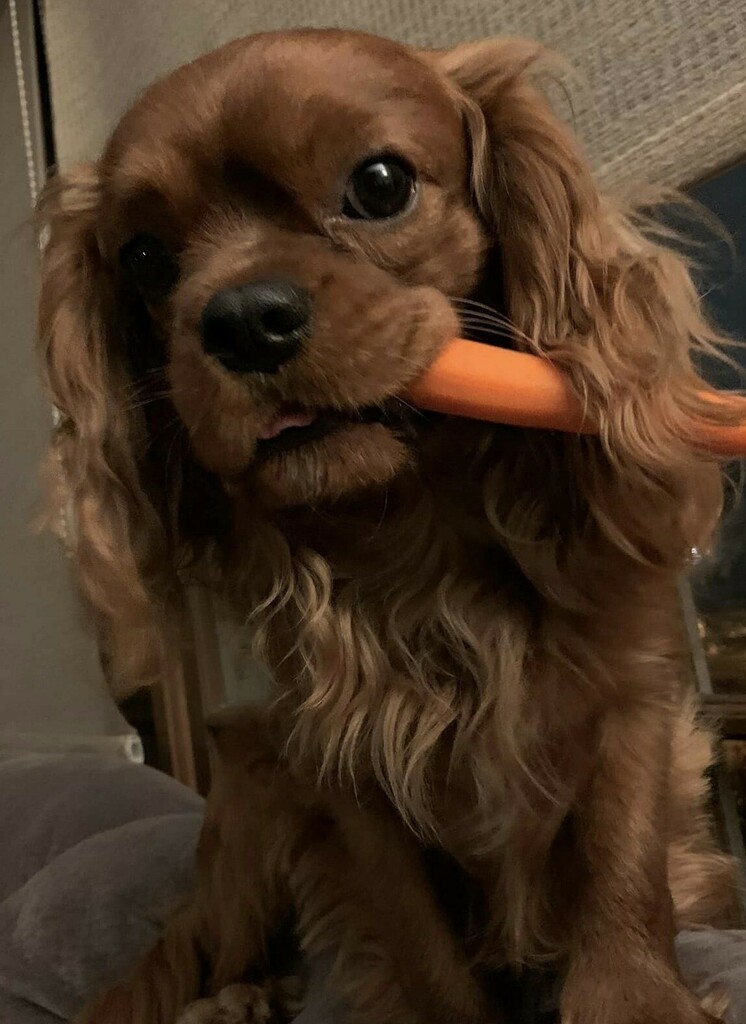 LostDogsIL's tweet photo. #LOSTDOG (Cebold Drive; Nearby streets - Eastway Dr & Circle Drive West. #BoulderHill #IL 60538. Copper - Male Cavalier King Charles Spaniel - Brown. Lost 9/23/2021. Do not Call or Chase
CONTACT Main Phone: 630-863-9061 Second Phone: 773-934-0079
More Info, Photos, an… https://t.co/GULtKsCqbw