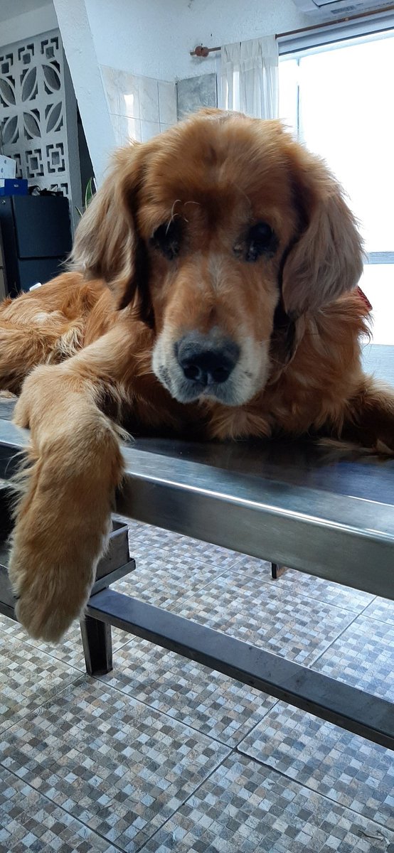 zahisouto1's tweet photo. Con solamente difundirlo ayudan mucho a que este amiguito pueda encontrar a alguien interesado en querer adoptarlo. Les pido por favor una mano compartiendo 🙏🙏 https://t.co/V0G3q26ixy