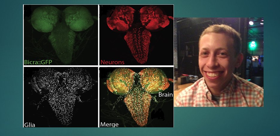 BCMFromtheLabs's tweet image. Meet postdoctoral associate Dr. Scott Barish, whose work uncovered #BICRA gene variants linked to a #neurodevelopmentalDisorder @AJHGNews @bcmgenetics @TCHResearchNews @Evelin_Y_ blogs.bcm.edu/2021/01/14/fro… via @bcmhouston