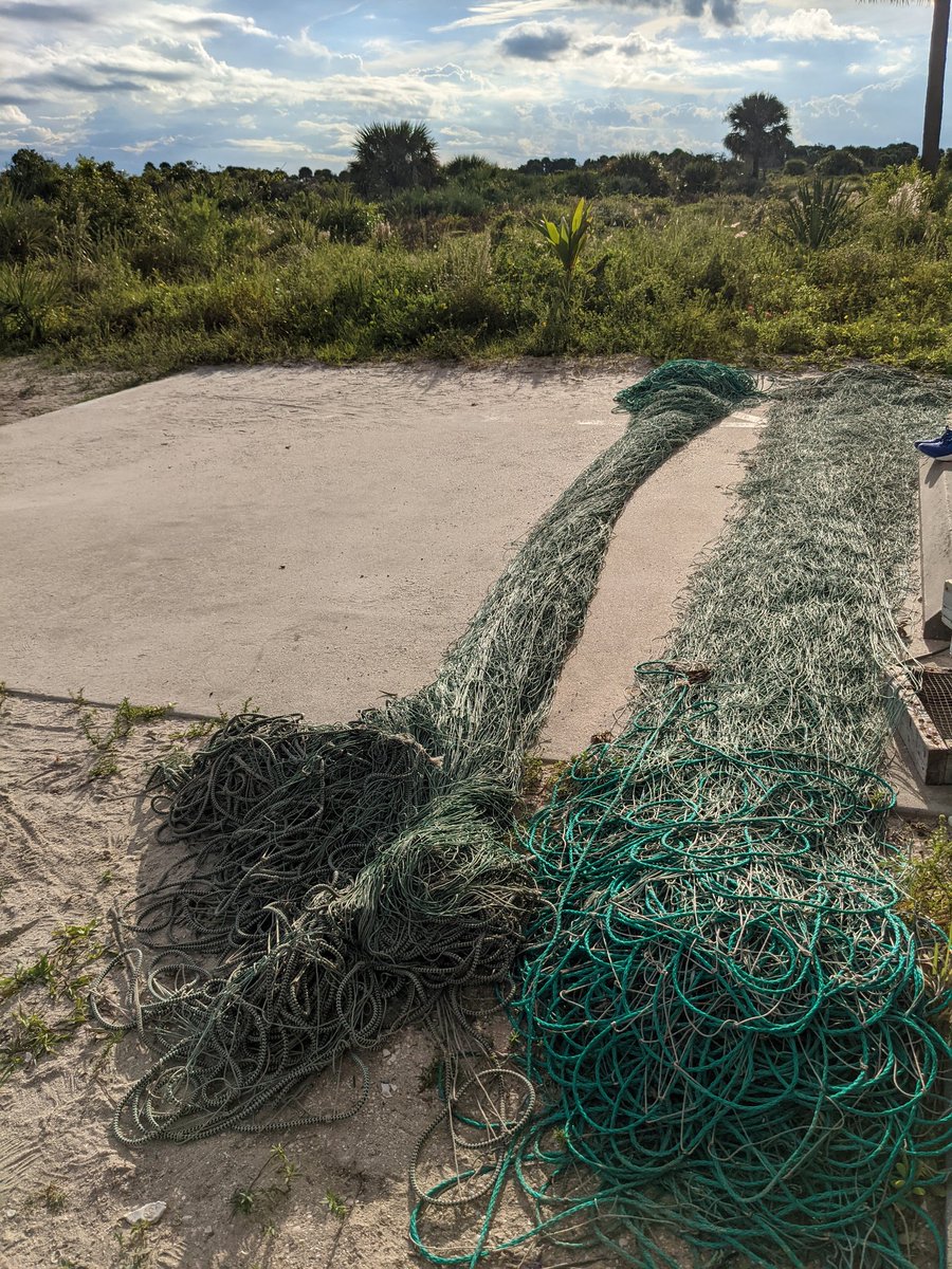 erin_seney's tweet image. After yesterday&apos;s #cownoseray encounter during #UCFTurtleLab sampling, we were left w/ a MESS of a net. We had a long &quot;team-building exercise&quot; later in the day to untangle it.  Always have to expect the unexpected with #fieldwork! Our crew are rockstars! 🤩 📸: E Seney, K Martin