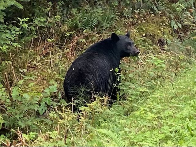 Jennifer_Grenz's tweet photo. Back to my regularly scheduled broadcasting with the plants and the bears. The bears are easier to handle than politics :) #nativesinstem #invasiveplants #bears #dabears https://t.co/5IfNqritRY