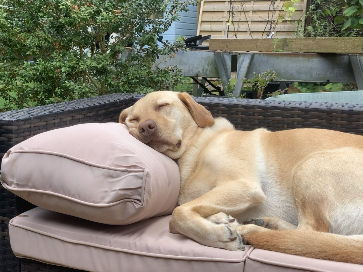 Harvey The Dog tweet media