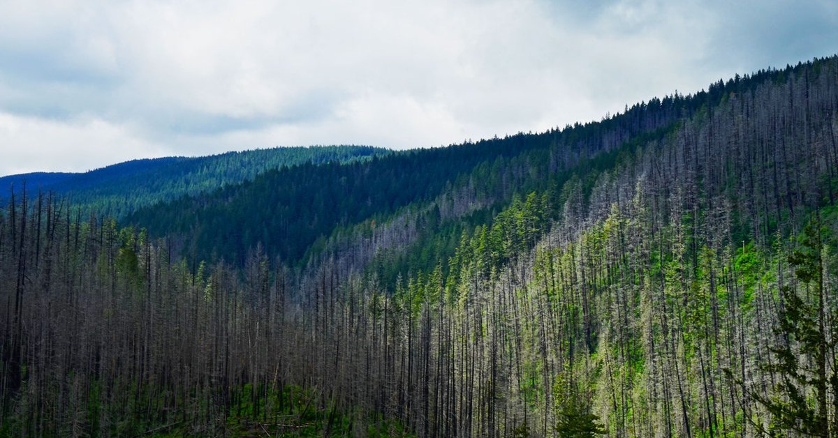 The Lost Tale of an 18th-Century Tsunami, as Told by Trees https://t.co/Z2jlY4Q4sY https://t.co/rhPK0UeGKs