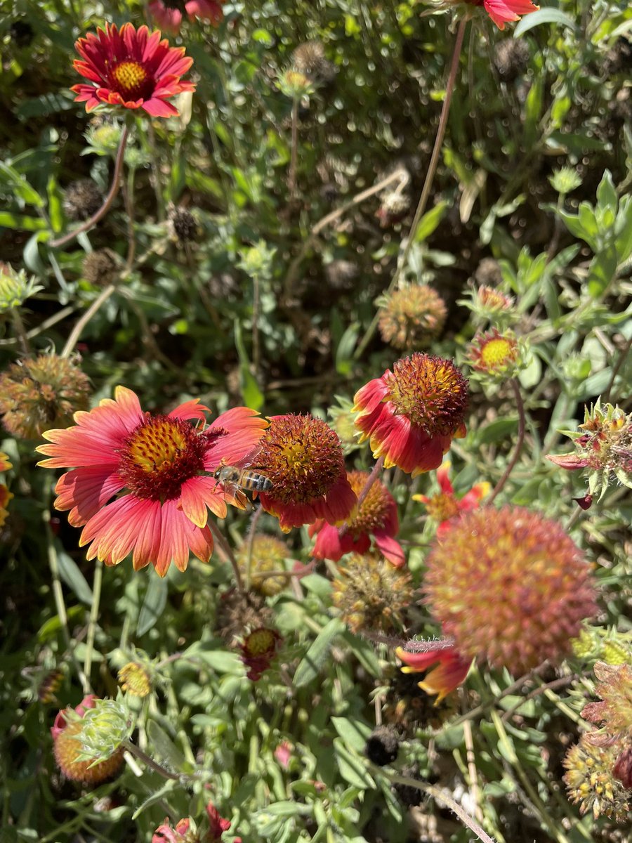 We come from the earth, we return to the earth, and in between, we garden. 
Quiet your #mind, connect to #nature, establish #roots. 🌵 #naturetherapy 🍁 #foresttherapy 🌳 #forestbathing 🌴 #naturebathing 🌻 #shinrinyoku 🌲 #rootsconnect 🌺 rootsconnect.us