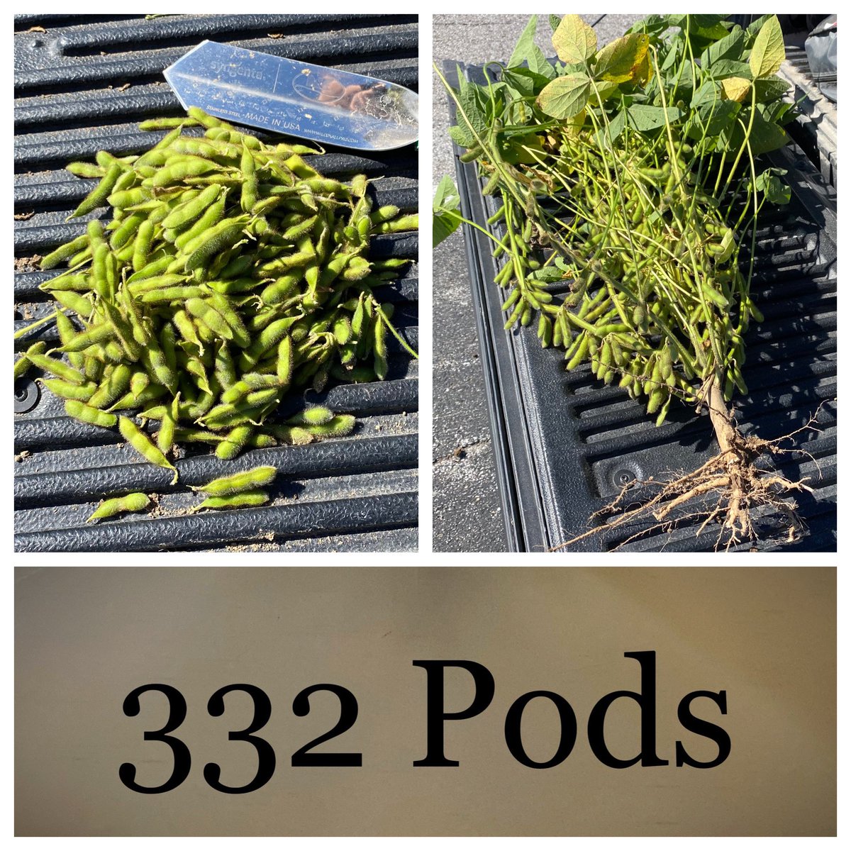MandyDowney6's tweet photo. NK39-A1XF’s in a low population area of the field had 332 Pods!!! https://t.co/FSQiNx9gJE