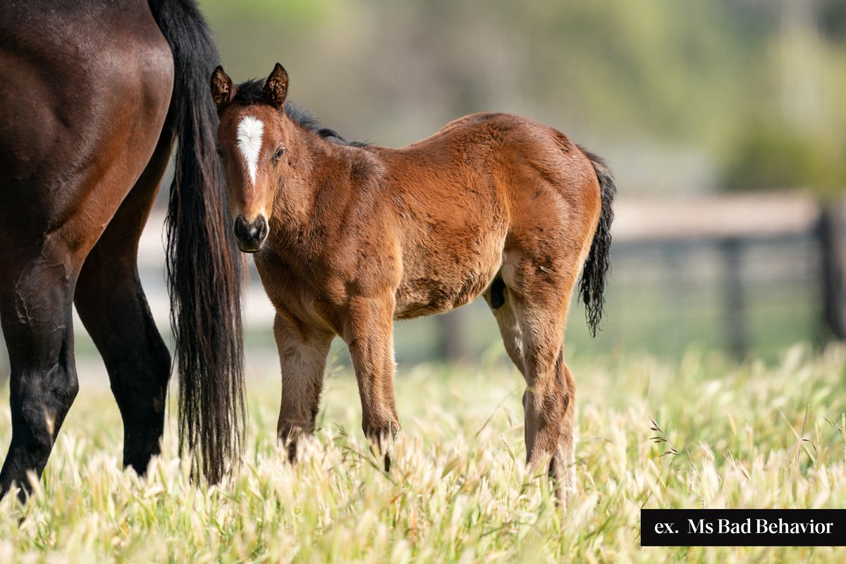 ArrowfieldStud's tweet photo. If you like what Snitzel's current 3YOs are doing on the track, you'll love his latest crop of quality foals!
Pictured are three outstanding examples, out of Champion πΏπ¦ racemare Carry On Alice, dual G2 π³πΏ winner Saavoya & G3 + LR πΊπΈ winner Ms Bad Behavior. https://t.co/QhTLxqHKZk