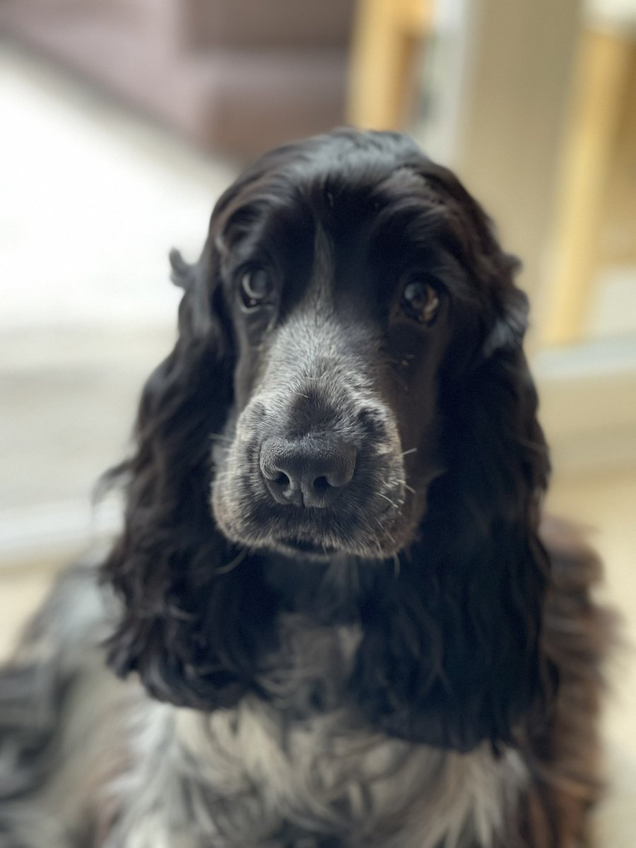 debscooper's tweet photo. My gorgeous girl!
#cockerspaniel #blueroancockerspaniel https://t.co/eTyg4k1DrT