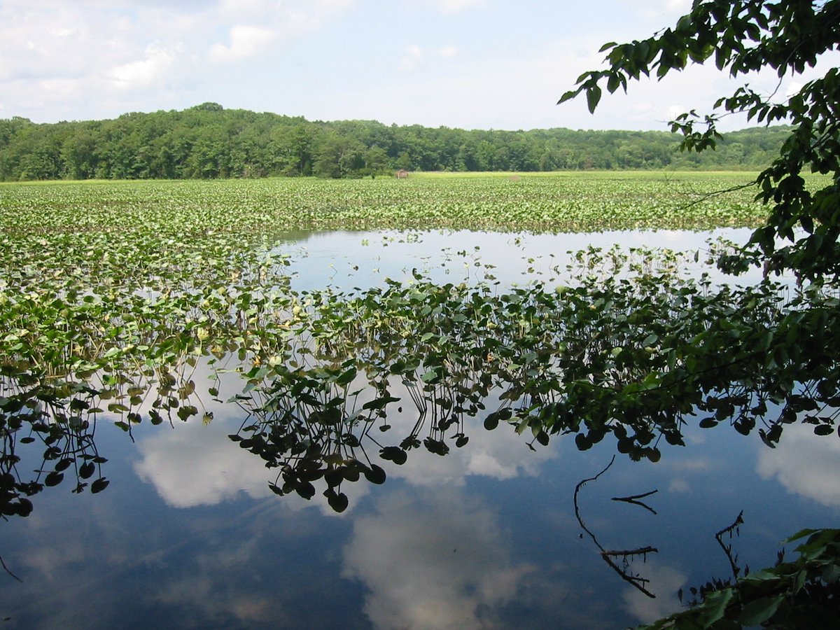 Celebrate National #PublicLandsDay this Saturday, Sept. 25 by visiting your favorite Virginia public lands. You have 3.7 million acres to explore between #DCRVirginia, the <a href="/VirginiaDWR/">Virginia Department of Wildlife Resources</a> &amp; <a href="/ForestryVA/">ForestryVA</a>. #TheOutdoorsAreBetterTogether #VAoutdoors