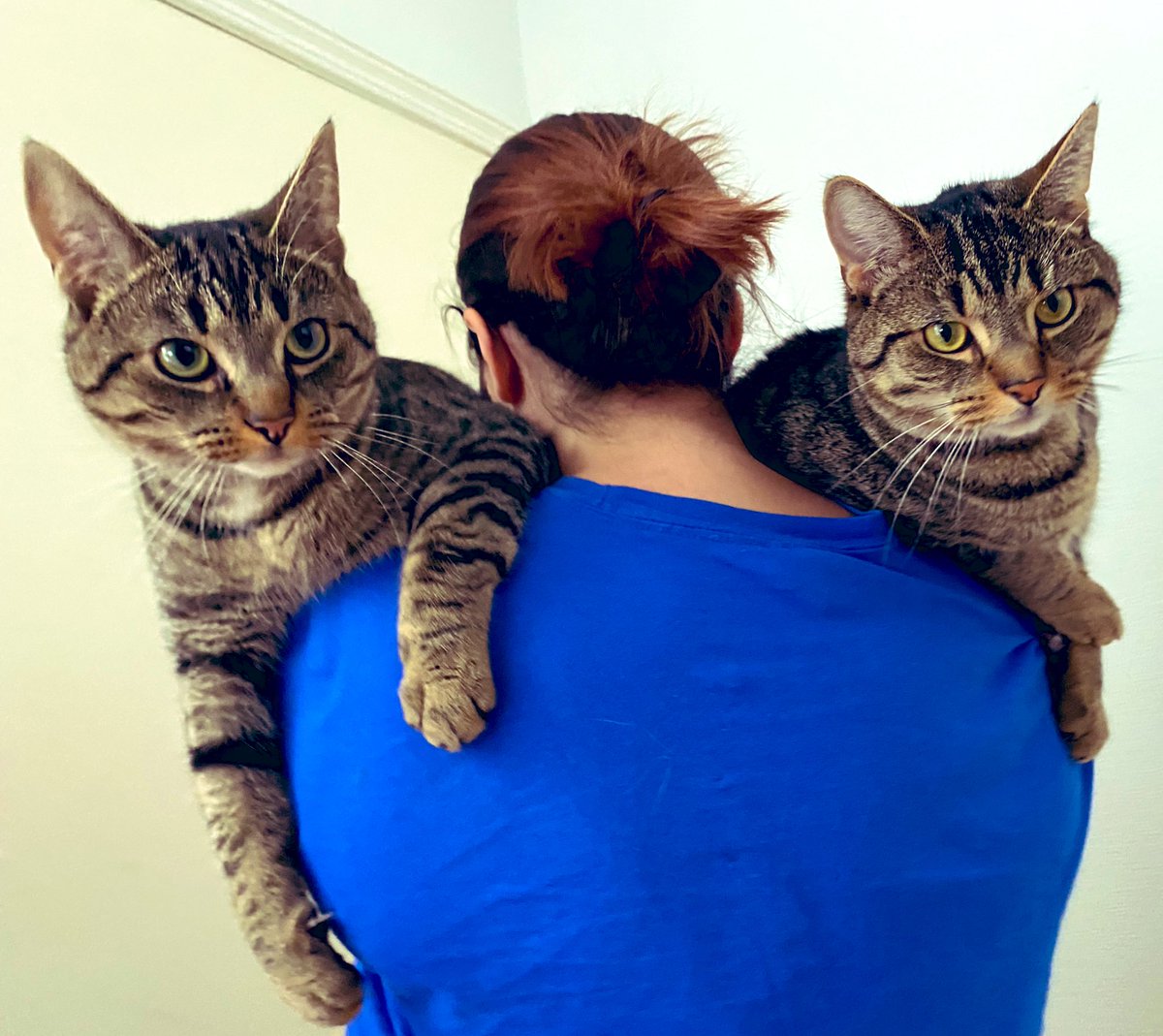 gabbyheffernan's tweet photo. Today, I have achieved Peak Floof.
#CatsOfTwitter #Floofs #Yusss https://t.co/QX6WpColim