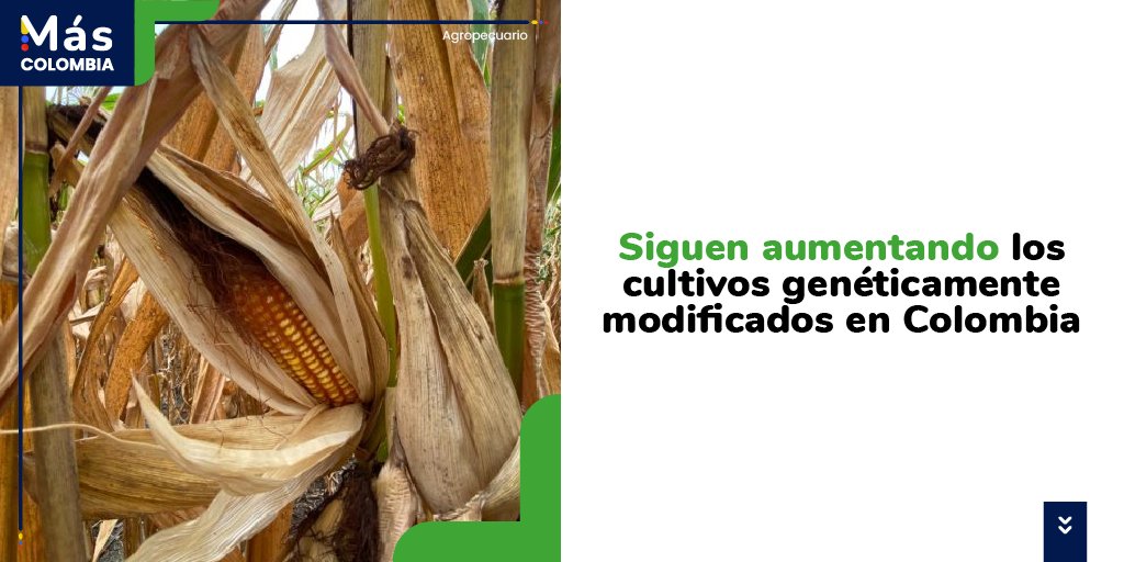 MasColombia_'s tweet photo. Según cifras 📊 del ICA, #Colombia 🇨🇴 está cultivando cerca de 114 mil hectáreas de #cultivos🚜 #Genéticamente #Modificados (GM) 🧬, repartidas entre maíz 🌽, algodón ☁️ y flores azules 💠. Lea la #noticia completa en https://t.co/Wduqlm8MCI y síganos en ➡️ @PortalMasCol https://t.co/RUpimzlxDR