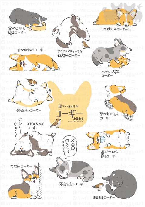 寝ているときのコーギーあるある(13/13)#コギまるけ #CORGIMARUKE 