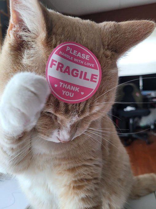 WholesomeMemes (@wholesomememe) on Twitter photo 