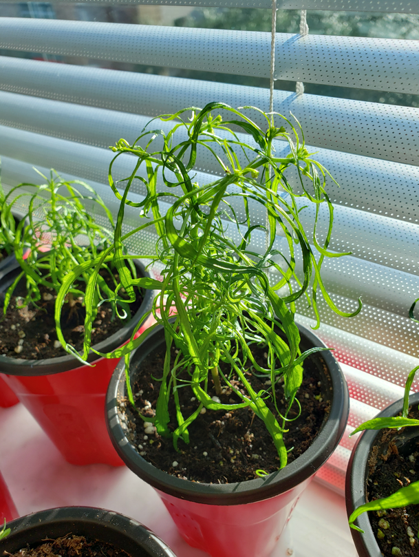 jc_guppy's tweet image. Nice leaf structure on this line of Capsicum.  Hope I can bring this gene into my other research plants.  #Pepper #PlantHacker