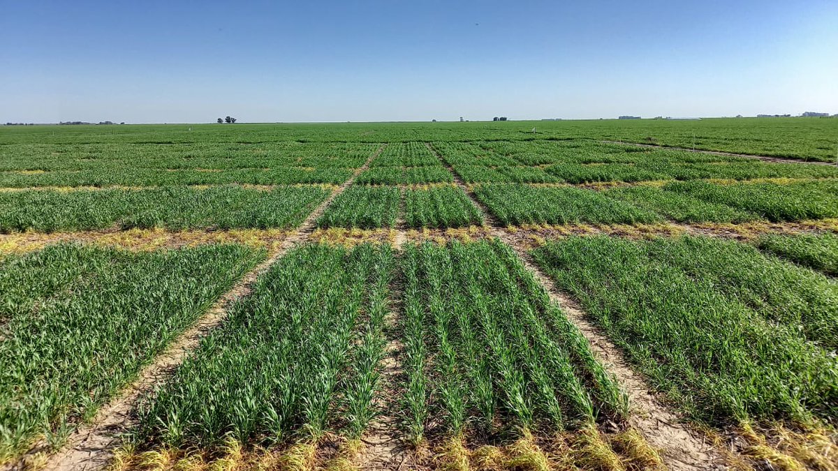 Federico Moreyra tweet media