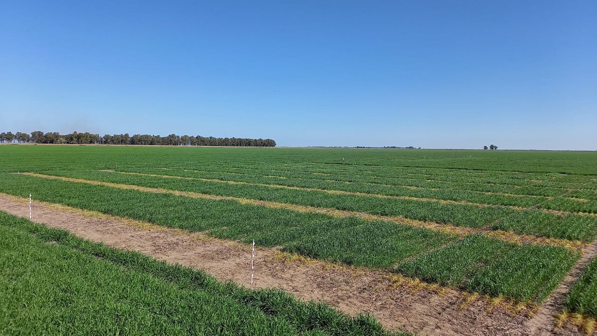 Federico Moreyra tweet media