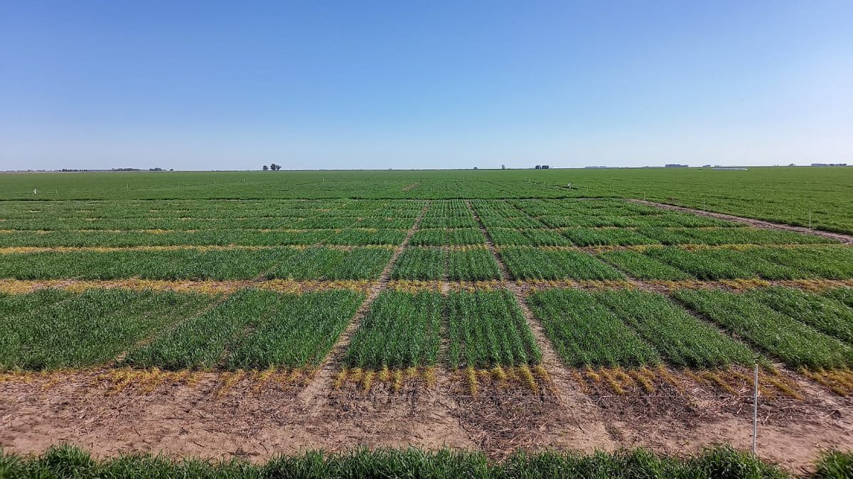 Federico Moreyra tweet media