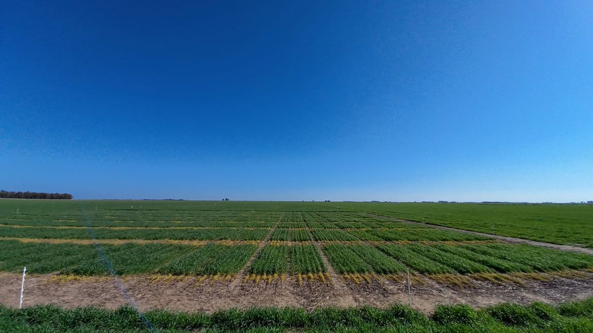 Federico Moreyra tweet media