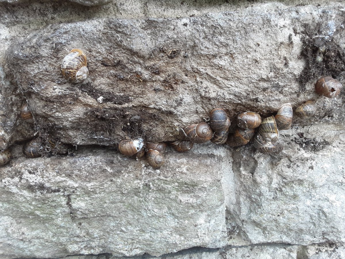Snails seem to be having a family time.