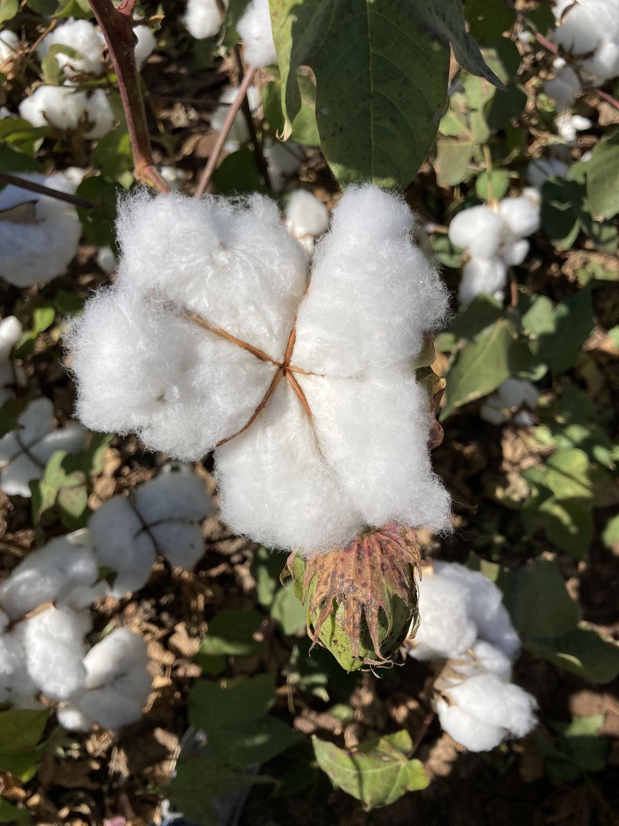 Brad79457759's tweet photo. Took a break from shipping #NACHURS fertilizer today to look at a great crop of cotton powered by #NACHURS #BioK in the Brazos River Bottom. 
#KFuel
#BioKBeene
#pickersonitsway
#morewherethiscamefrom https://t.co/b0Hpios1j7