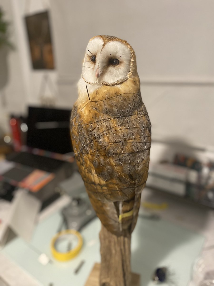 Beautiful female Barn Owl I’ve been working with today, such dark, rich plumage ❤️ (sadly a RTA victim)  #taxidermy #naturalhistory #birdart #vultureculture #wildlifeart