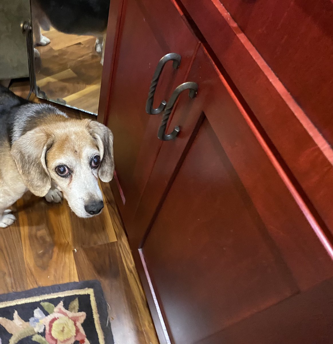 NightRiderTunes's tweet photo. Look at that #beagle peeking in da #nightkitchen !!! 😂 https://t.co/8JmZgDuInM