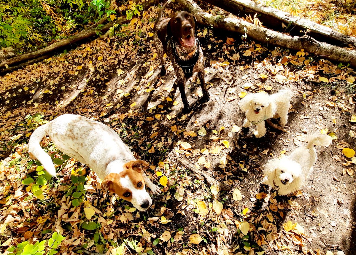 UnleashedExplo1's tweet photo. What?! All 4 dogs looking at once? #unleashedexplorers #fall #yeg #ravine https://t.co/Ccasc0wEDp