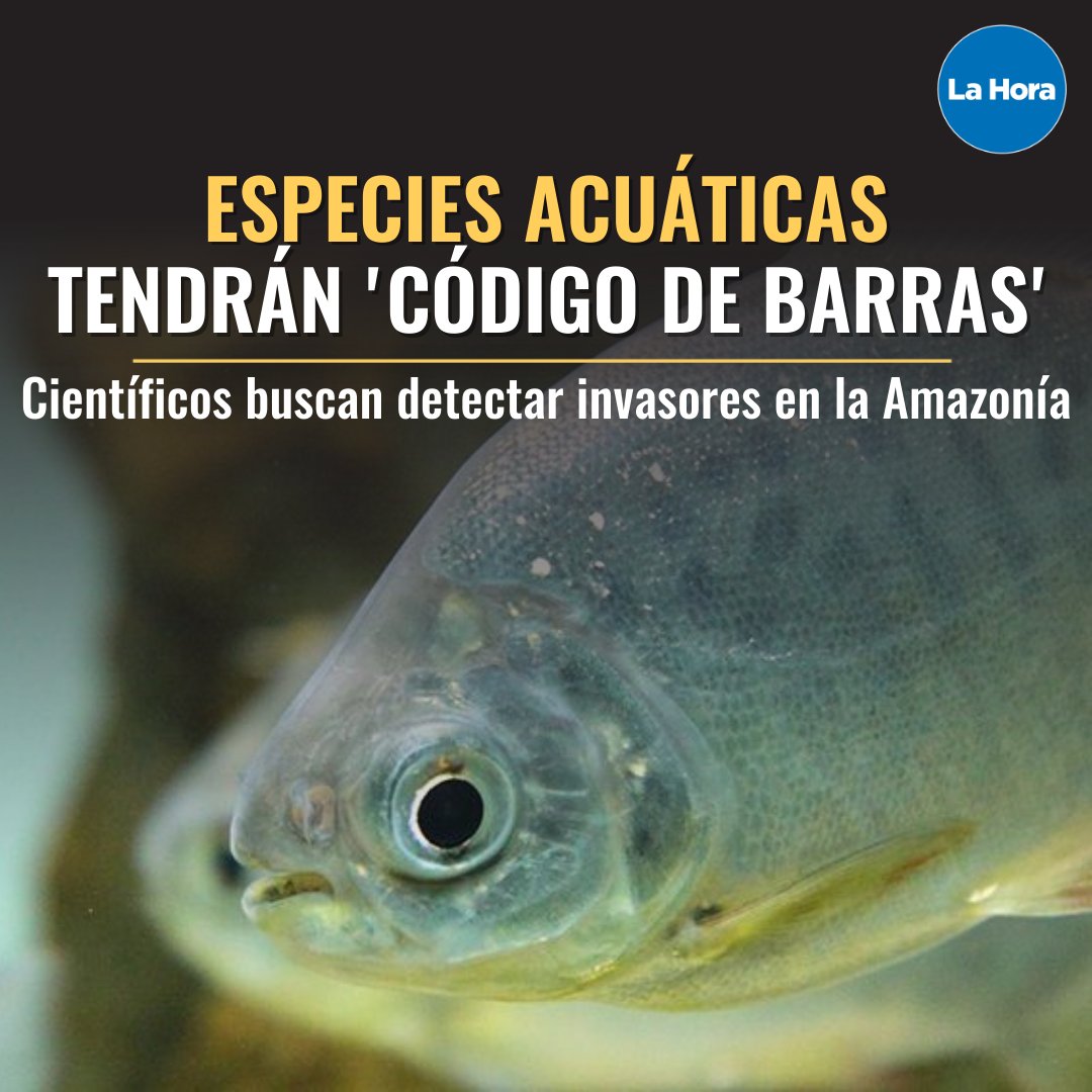 lahoraecuador's tweet photo. Un grupo de investigadores de la @u_ikiam  y de la @espol, junto con la institución belga Gante Hogent, han iniciado un proyecto para secuenciar masivamente las especies acuáticas de la Amazonía de #Ecuador. Mira 👉https://t.co/hVLZmAT06k
 
@BioGeoE2_ikiam 
@hashtaghogent https://t.co/M70IyGPaSl