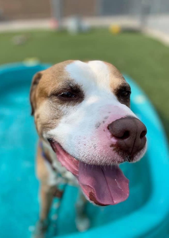 CityDogsCLE's tweet image. Cooper may come across as reserved, but staff who spend time with him get to see the more engaging, silly side of his personality. He’ll also lean in for pets! As it takes Cooper time to warm up, a low-key home environment would be ideal. tinyurl.com/meetacitydog #adopt #citydog