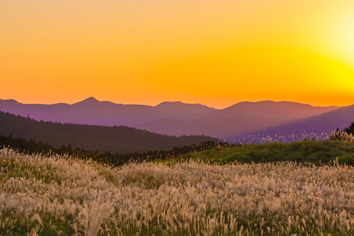 まっぷる編集部 公式 على تويتر 奈良県 曽爾高原 の ススキ の風景 関西在住の方なら小学校の遠足 で 行ったことがある人も多いのでは ススキの見頃は10月上旬 11月下旬 ススキが一面を覆い 11月下旬には広大な高原が一面金色に染まります