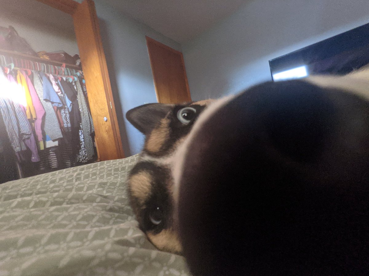 stemple_99's tweet photo. I love my animals https://t.co/tOFVvKN4dV