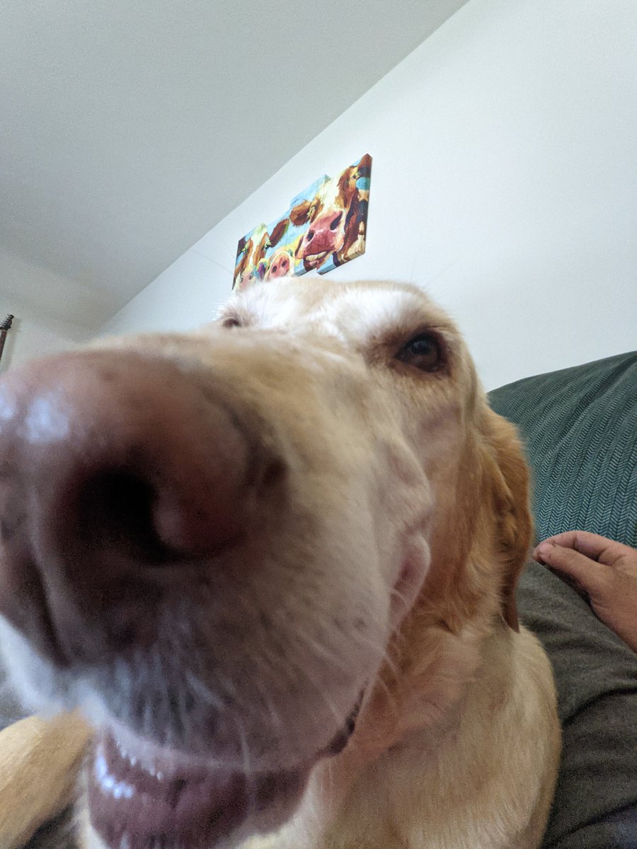 stemple_99's tweet photo. I love my animals https://t.co/tOFVvKN4dV