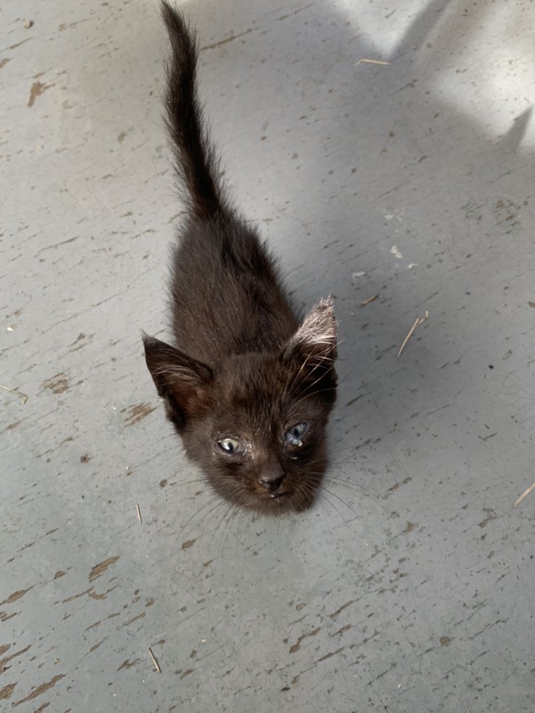 kenta78183330's tweet photo. 日本が犬や猫を守る意義に気が付けば、殺処分廃止して守る為に税金と善意を集めれば命の大切さを子供達に教えてあげられる。素晴らしい国になる。
そんな底辺でも���本的な事から変えていかないとだめなんだよ。
それさえ気づけない政治家ばかりだから、国民を見殺しにできるんじゃないの。 https://t.co/dn6b4zSe5A