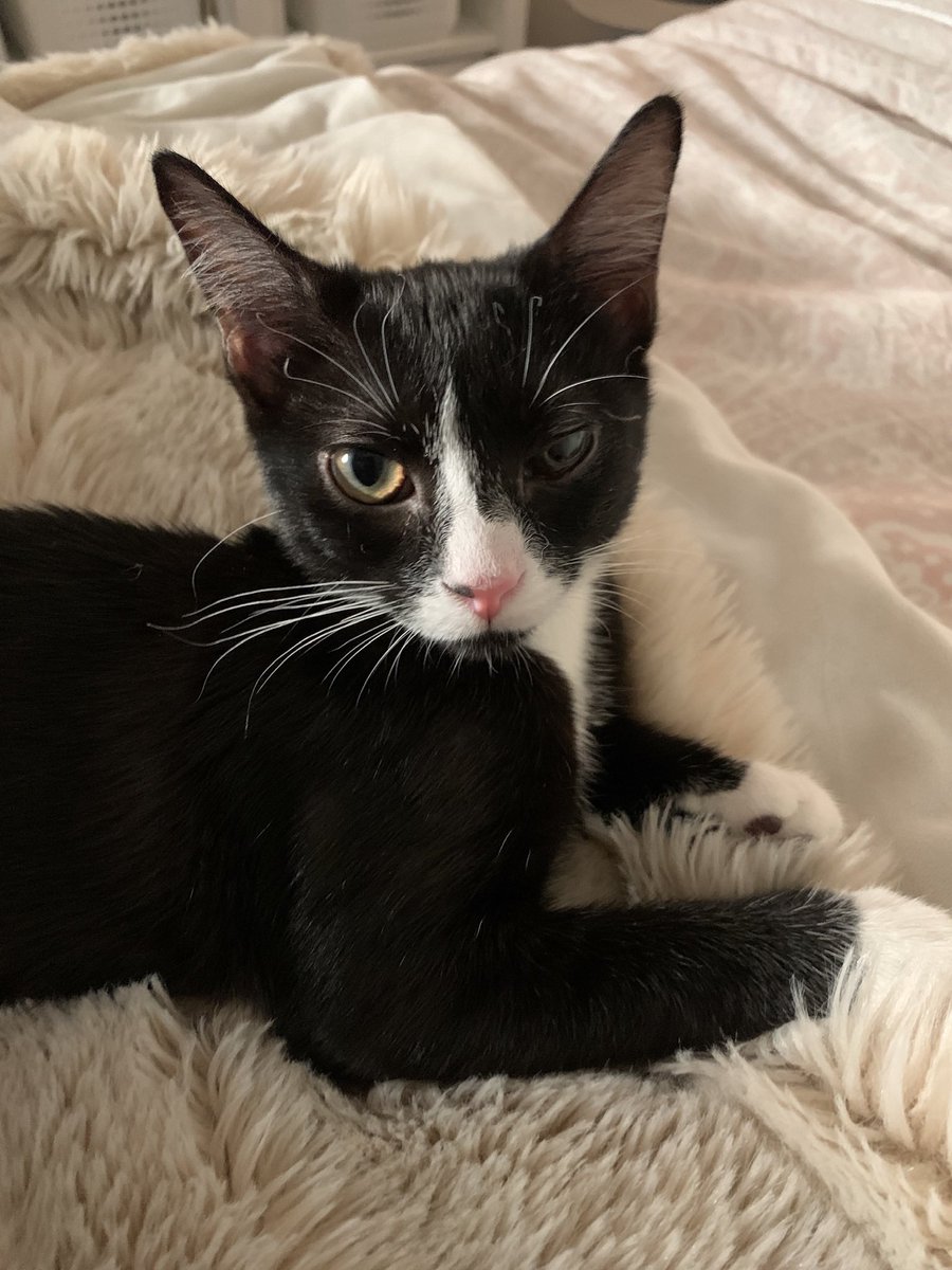 KFreemanART's tweet photo. @DCLuckyDog And the sweetest tuxedo kitty ever- Odelay is still looking for her forever human! https://t.co/XuICot7FQb