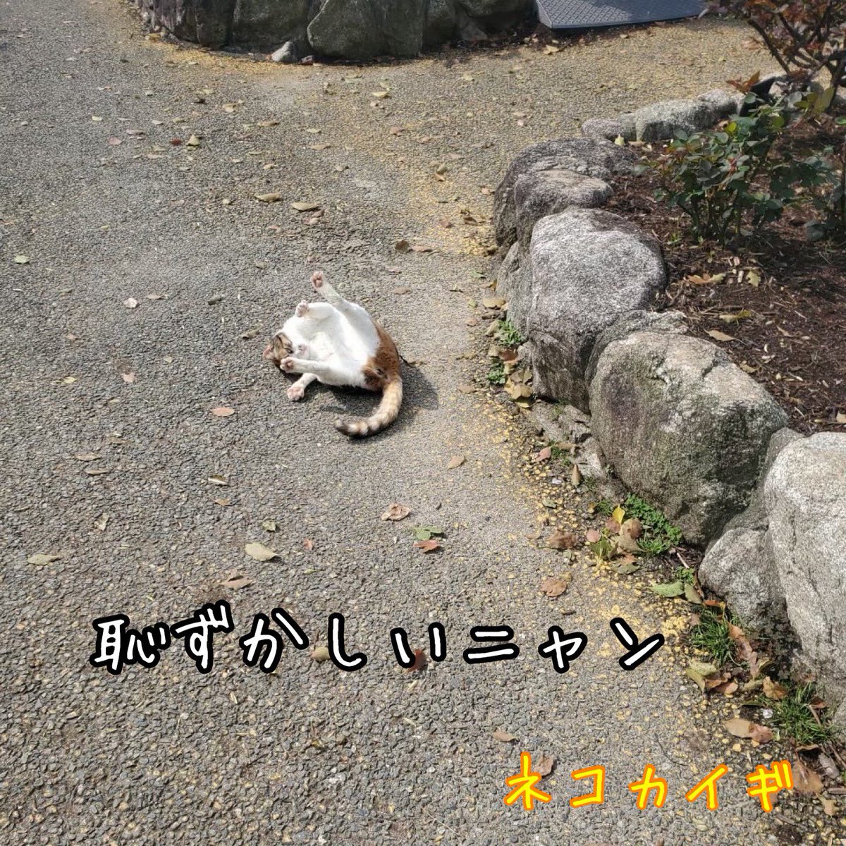 nekokaigi0411's tweet photo. 「恥ずかしいニャン」
#ねこ好きさんと繋がりたい
#ネコ部 #猫 #いやしねこ
#ねこのいる暮らし
#ねこ写真
#野良猫 #地域猫
#かわいい
#cat #catlife #catlover
#communallyownedcat
#catfreak #lifewithcats
#catsmeeting
#meow #meowlife
#ネコカイギ https://t.co/SbdwoPNmnJ