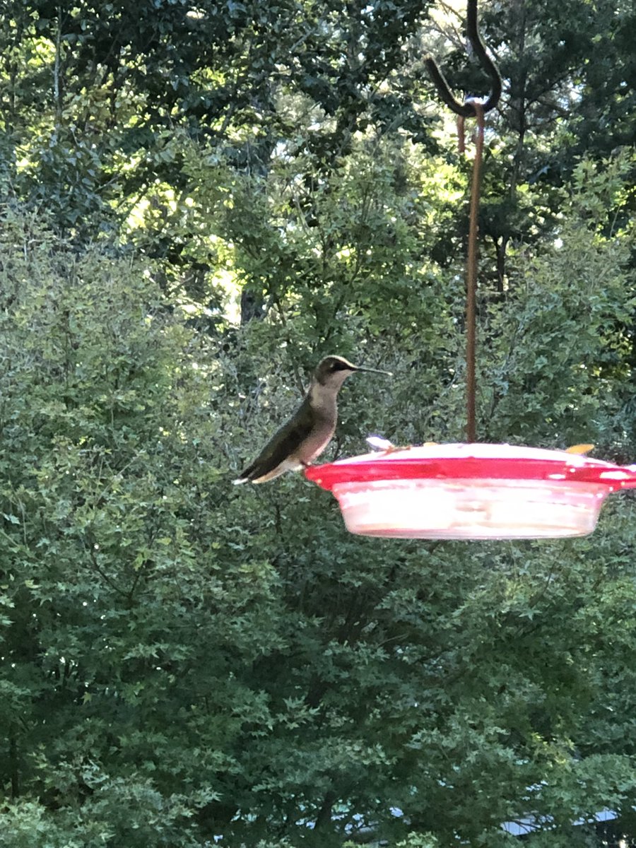 k9kayaks's tweet photo. Evening #Hunmingbird viewing 
@CampobelloCathy @krickeelee1984 @joub53 @SjCattledog @chrissiepebbles @BassetBuck @NicDavisNotes https://t.co/81Skgw8ATC