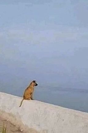 SuavesLomitos's tweet photo. Cuando tu Lomito se come tu libro de Filosofía 🐶🧐 https://t.co/dQ2K8D9Joz